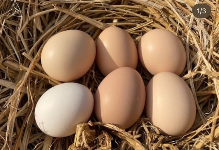 ＜予約販売＞烏骨鶏 ［6個パック］ 223EGG