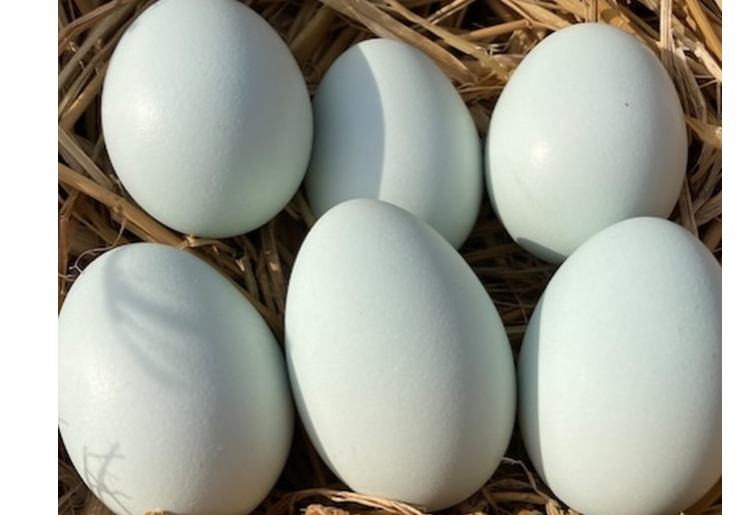 ＜予約販売＞岡崎アローカナ ［6個パック］ 223EGG